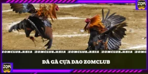 Đá Gà Cựa Dao – Trải Nghiệm Đỉnh Cao Tại ZomClub