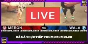 Đá Gà Trực Tiếp Thomo – Sàn Đấu Hấp Dẫn Tại ZomClub